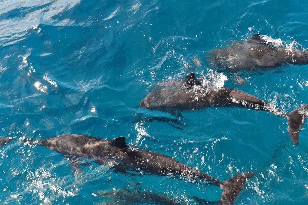 golfinhos nadando em Fernando de Noronha